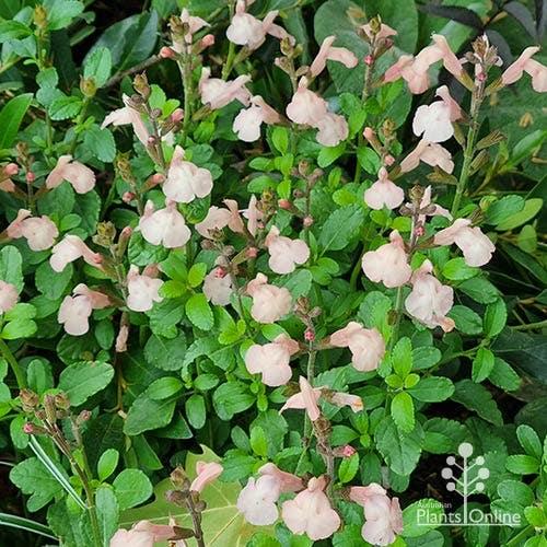 Salvia ‘Pumpkin’ (Sage)