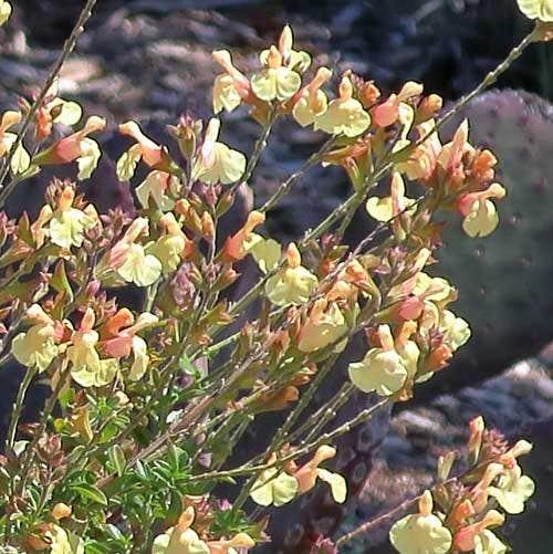 Salvia ‘Pumpkin’ (Sage)