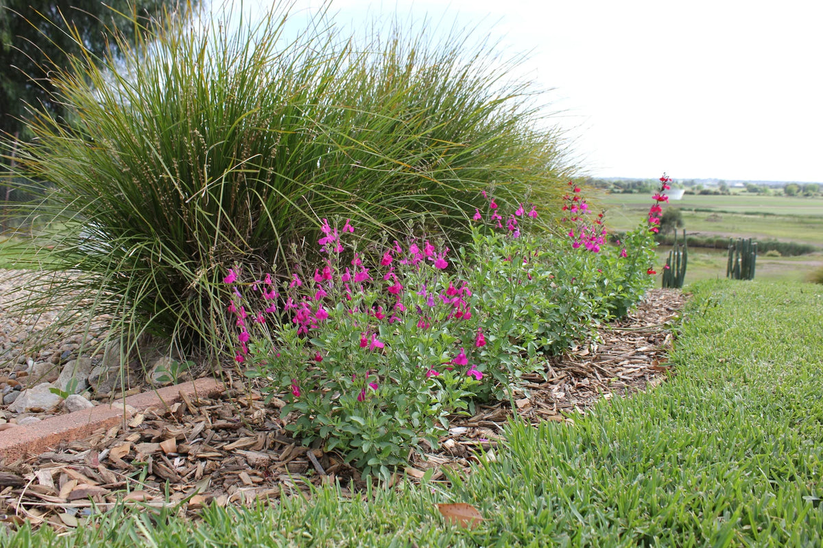 Salvia ‘SAL01’ (Super Pink™ Salvia)