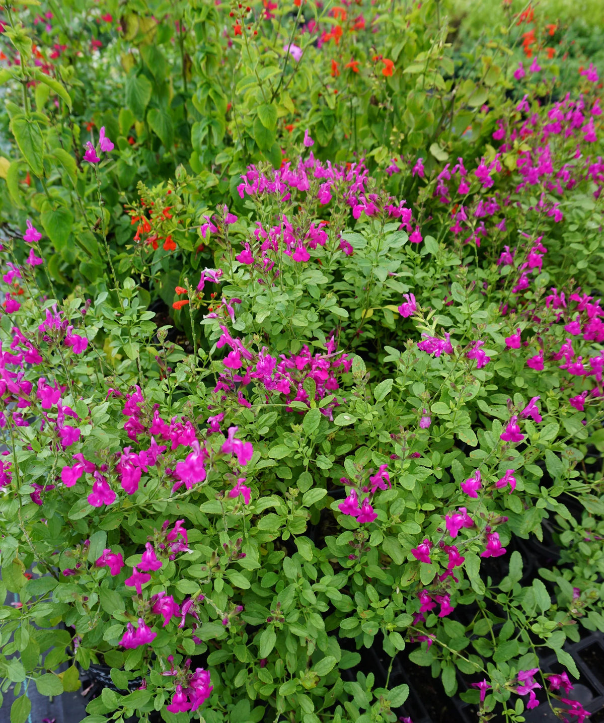 Salvia ‘SAL01’ (Super Pink™ Salvia)