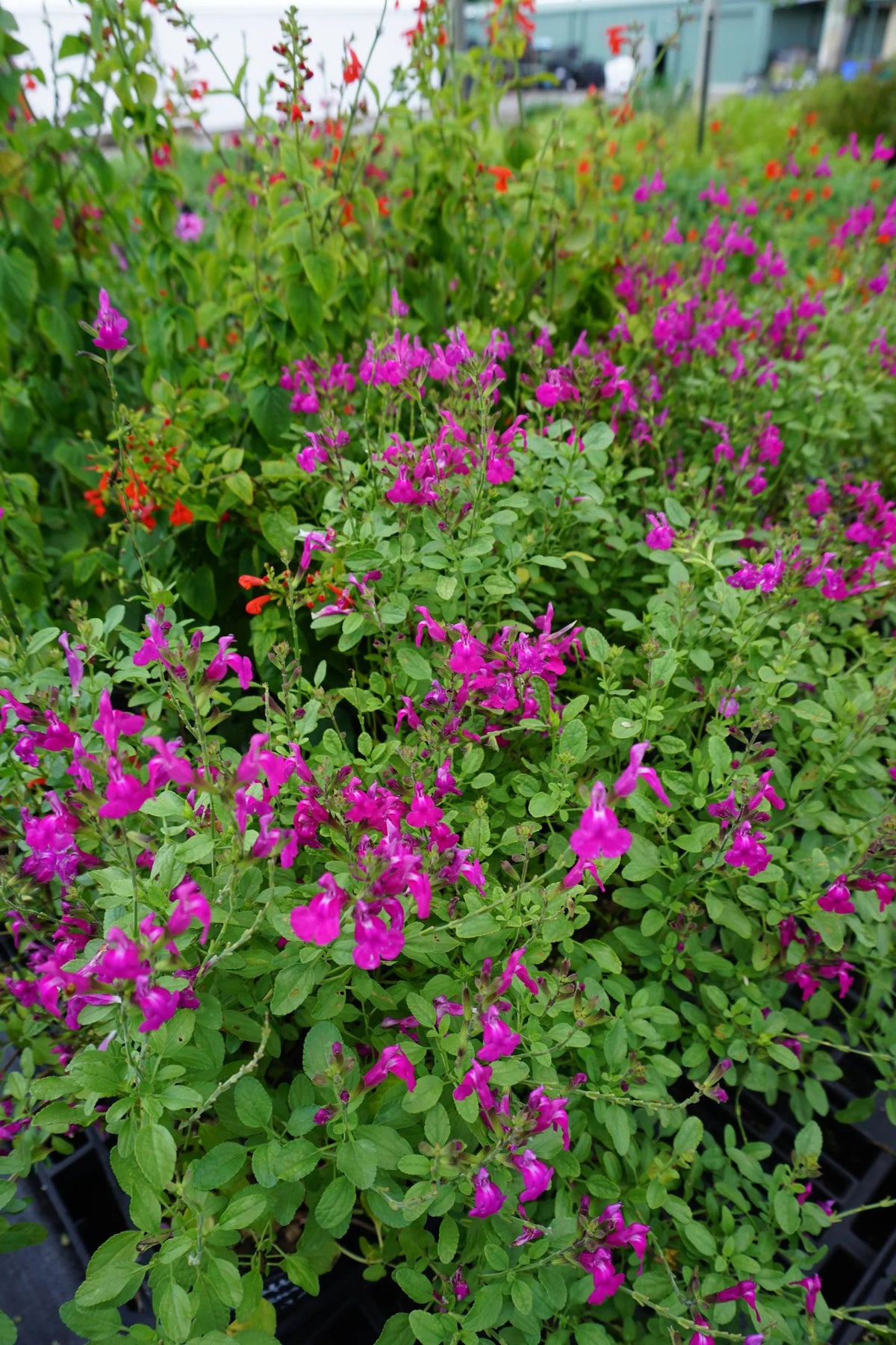 Salvia ‘SAL01’ (Super Pink™ Salvia)