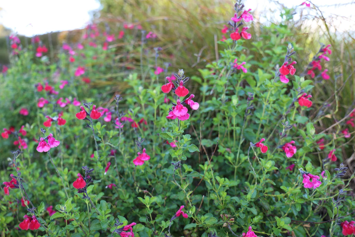 Salvia ‘SAL02’ (Intense™ Salvia)