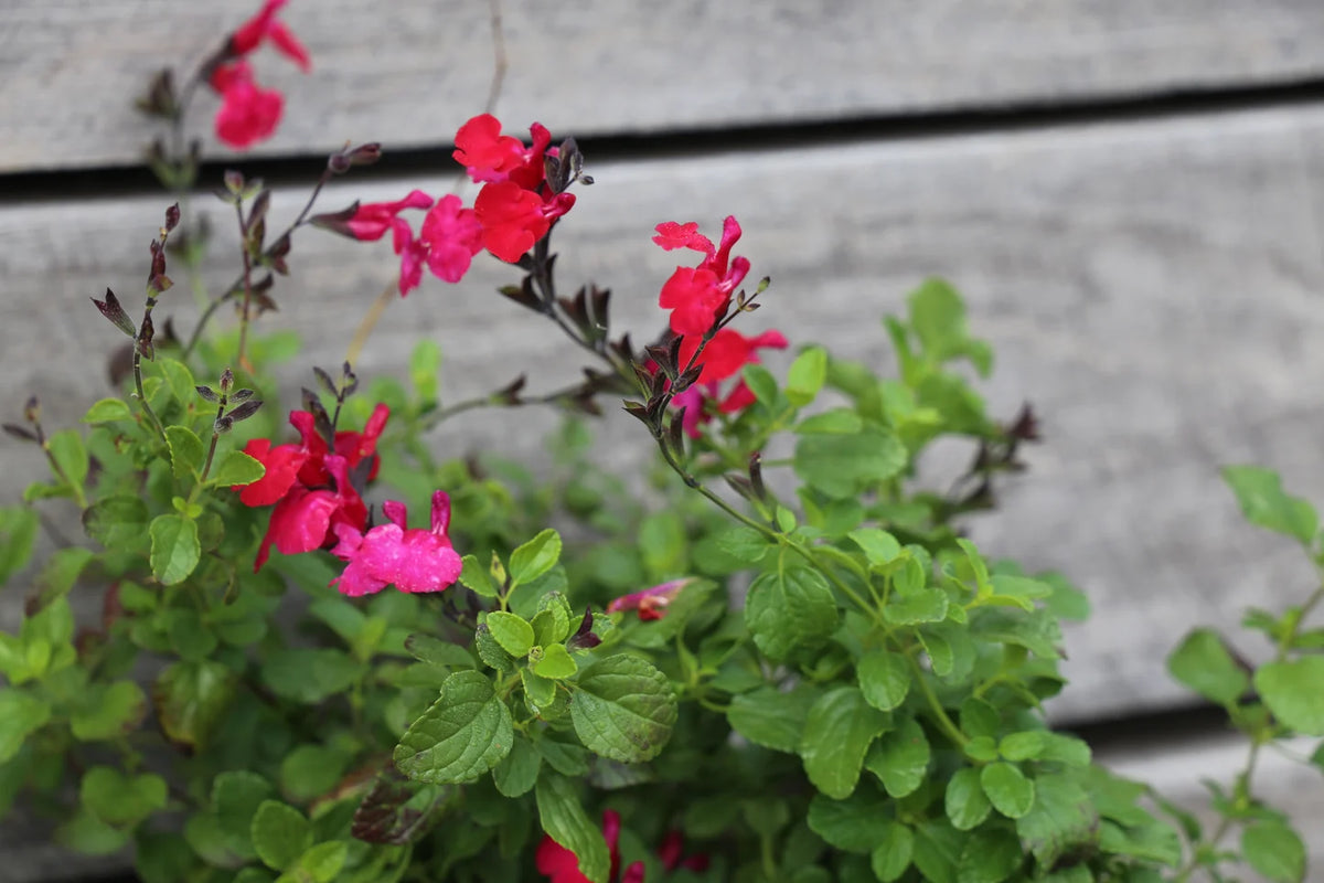 Salvia ‘SAL02’ (Intense™ Salvia)
