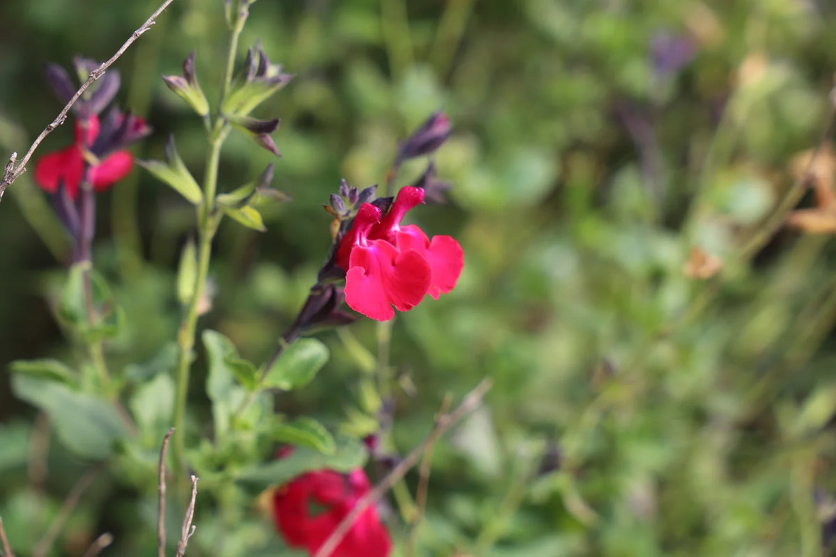 Salvia ‘SAL02’ (Intense™ Salvia)