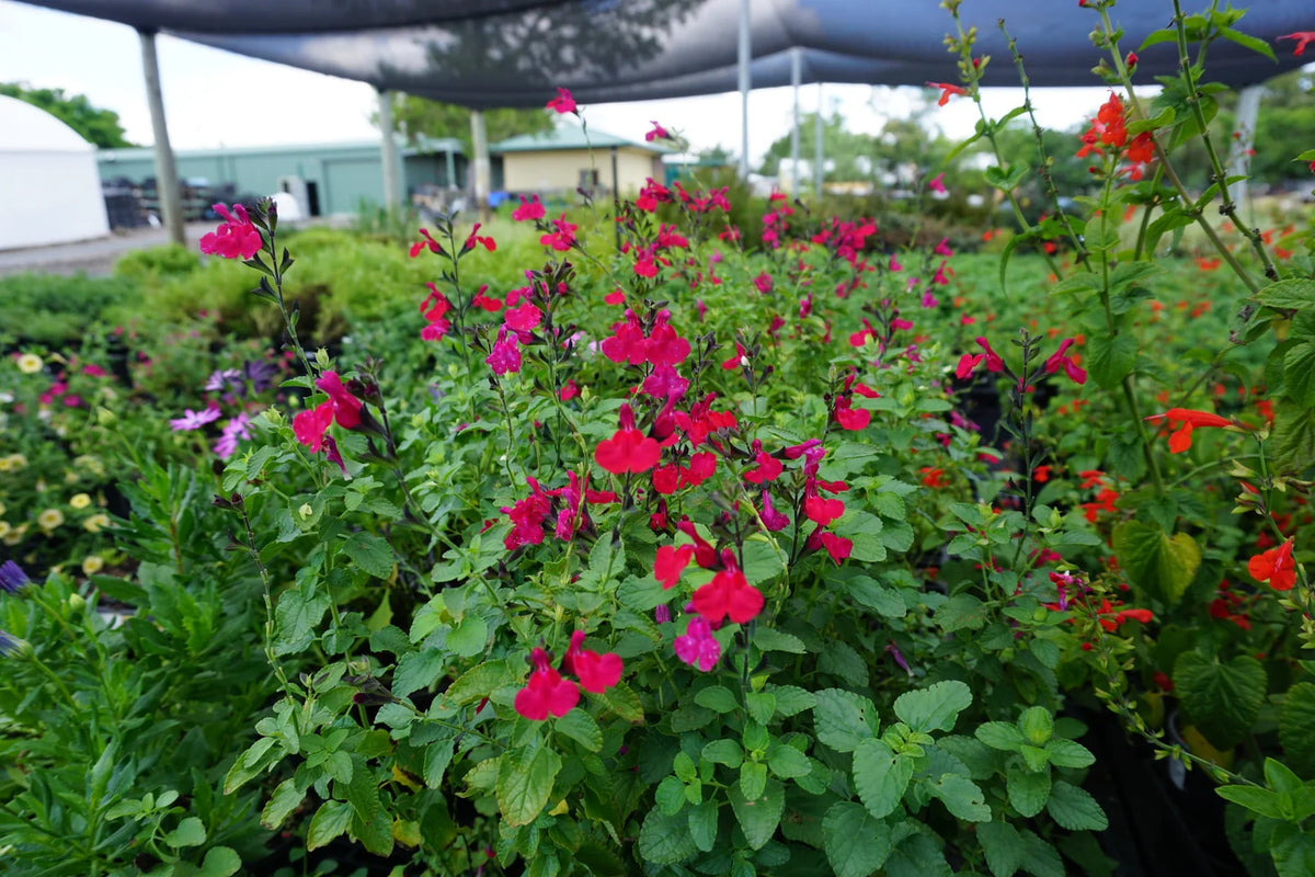Salvia ‘SAL02’ (Intense™ Salvia)