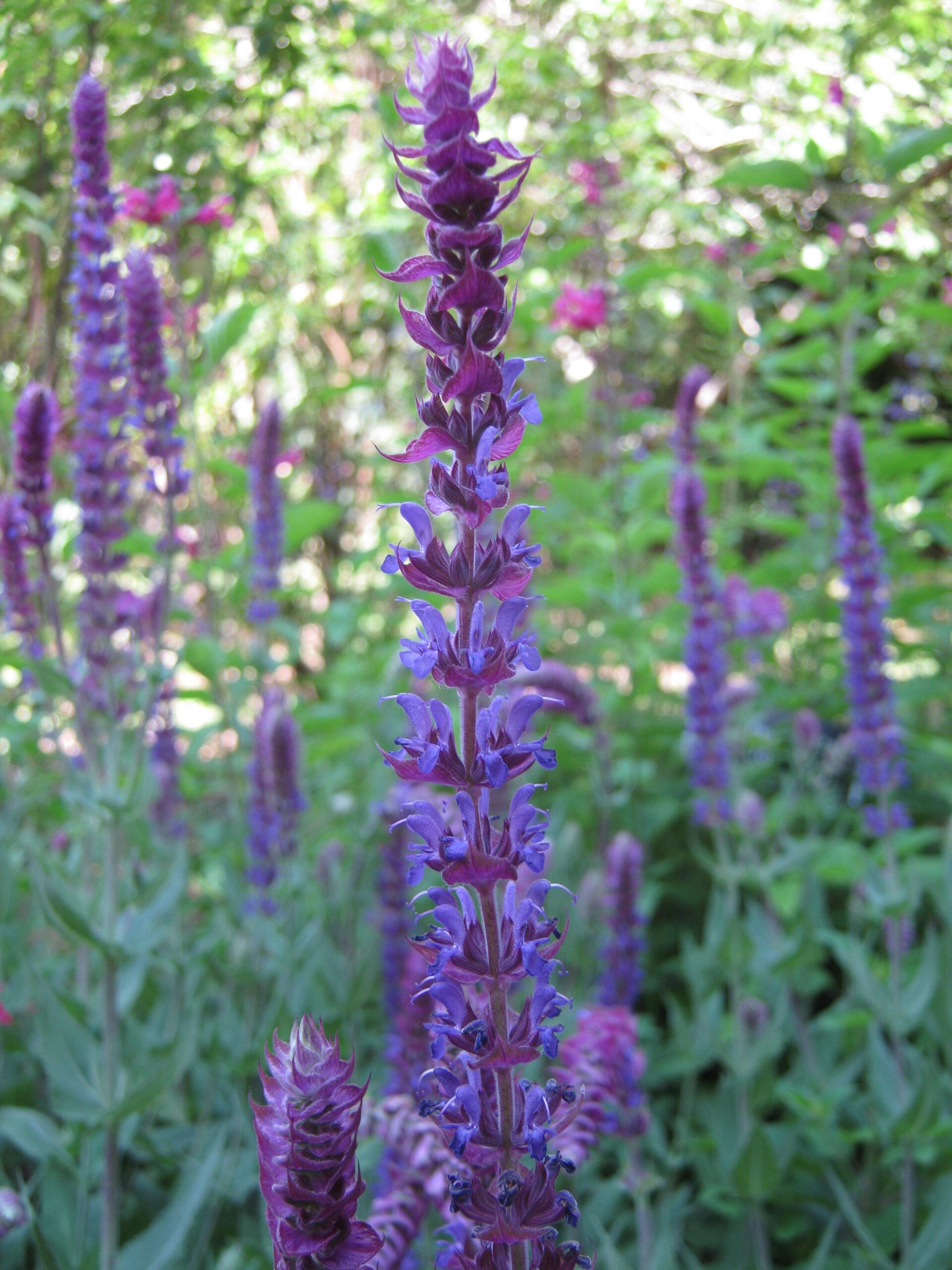 Salvia ‘Timboon’ (Sage)