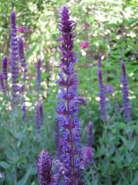 Salvia ‘Timboon’ (Sage)