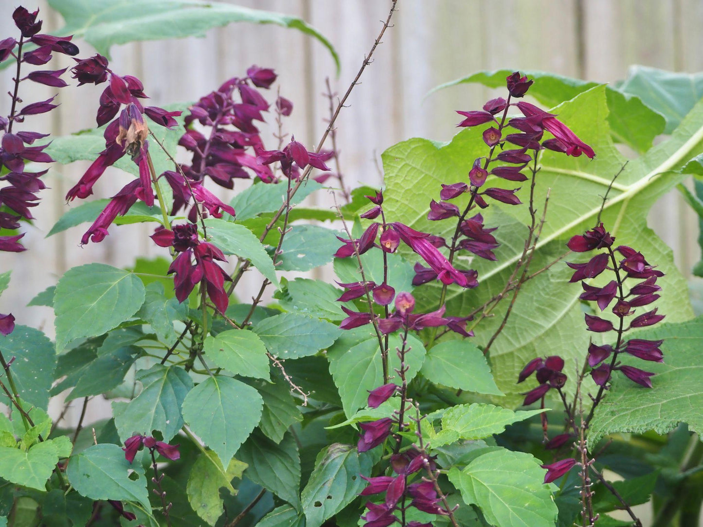 Salvia ‘Timboon’ (Sage)
