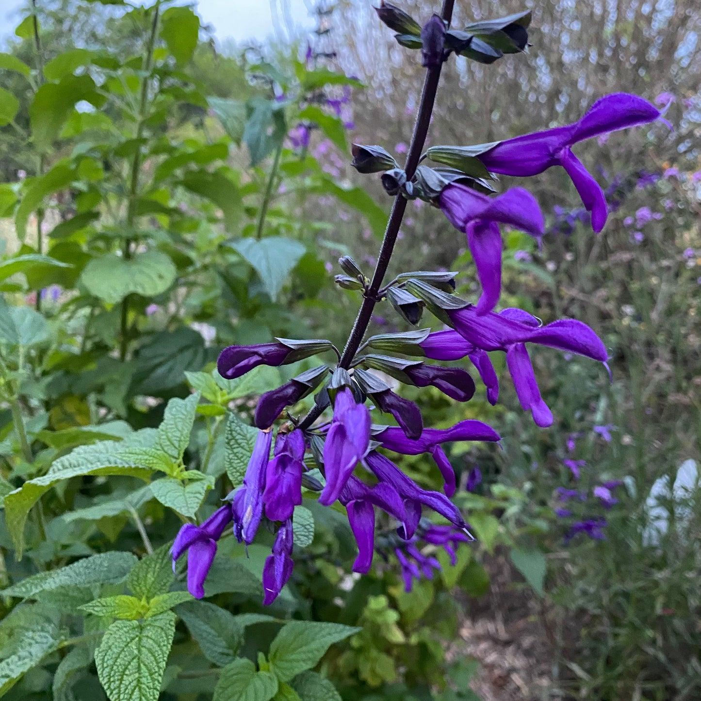 Salvia ‘Timboon’ (Sage)