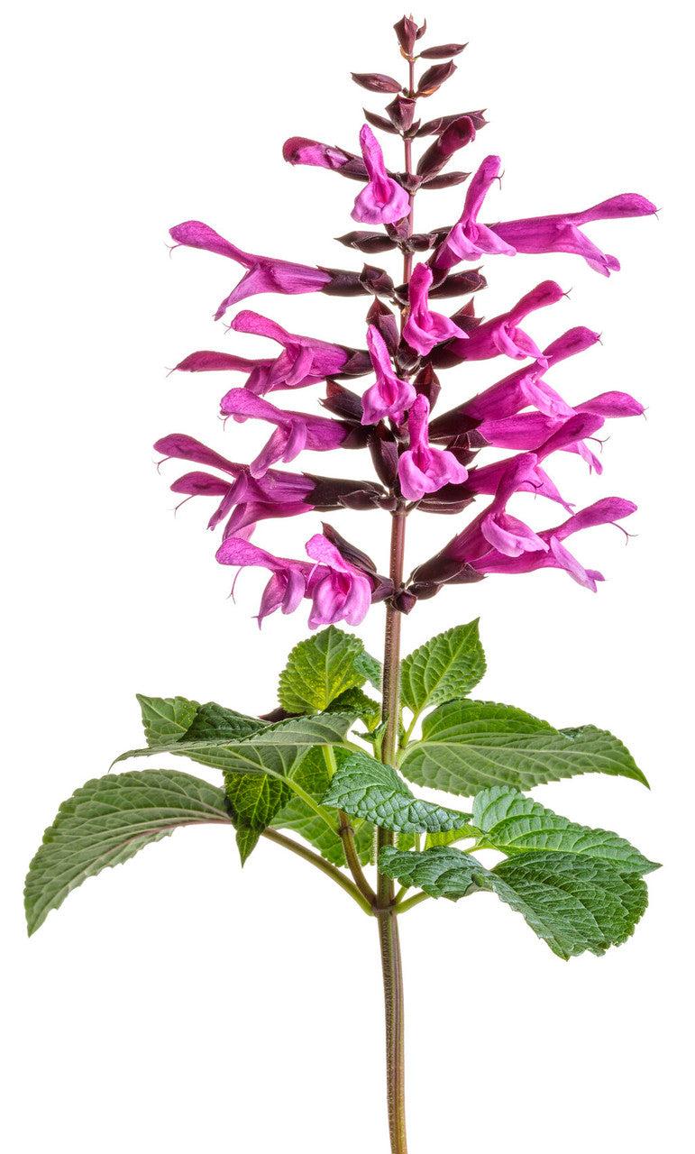 Salvia ‘Unplugged So Pink’ (Unplugged So Pink Salvia)