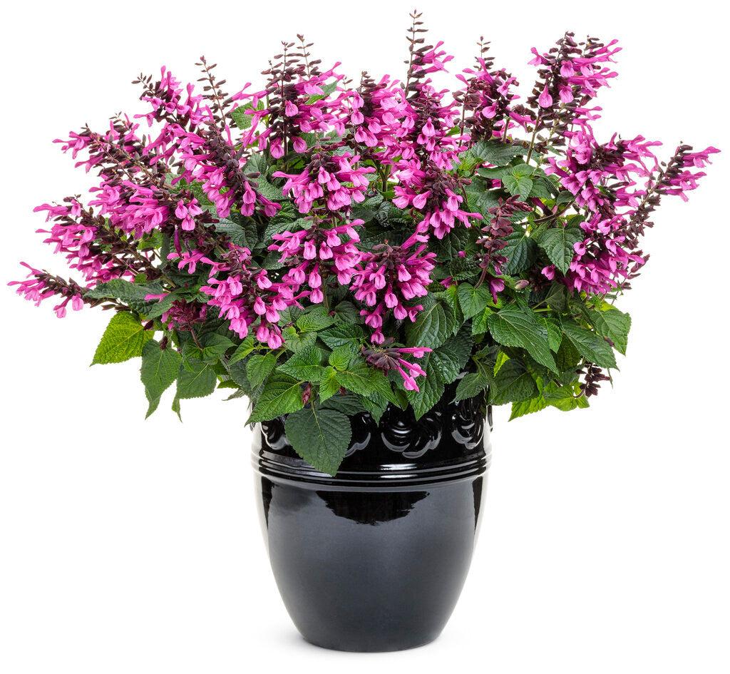 Salvia ‘Unplugged So Pink’ (Unplugged So Pink Salvia)