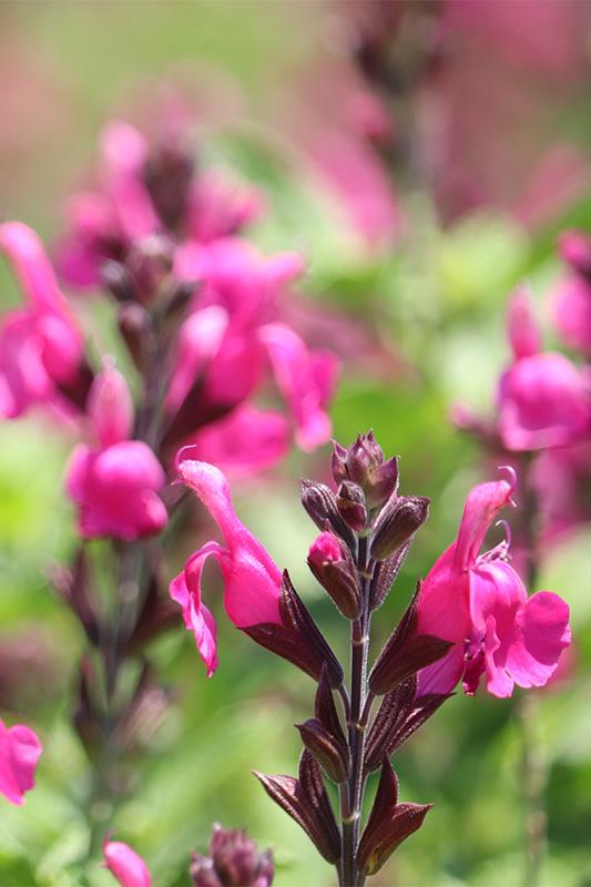 Salvia ‘Unplugged So Pink’ (Unplugged So Pink Salvia)