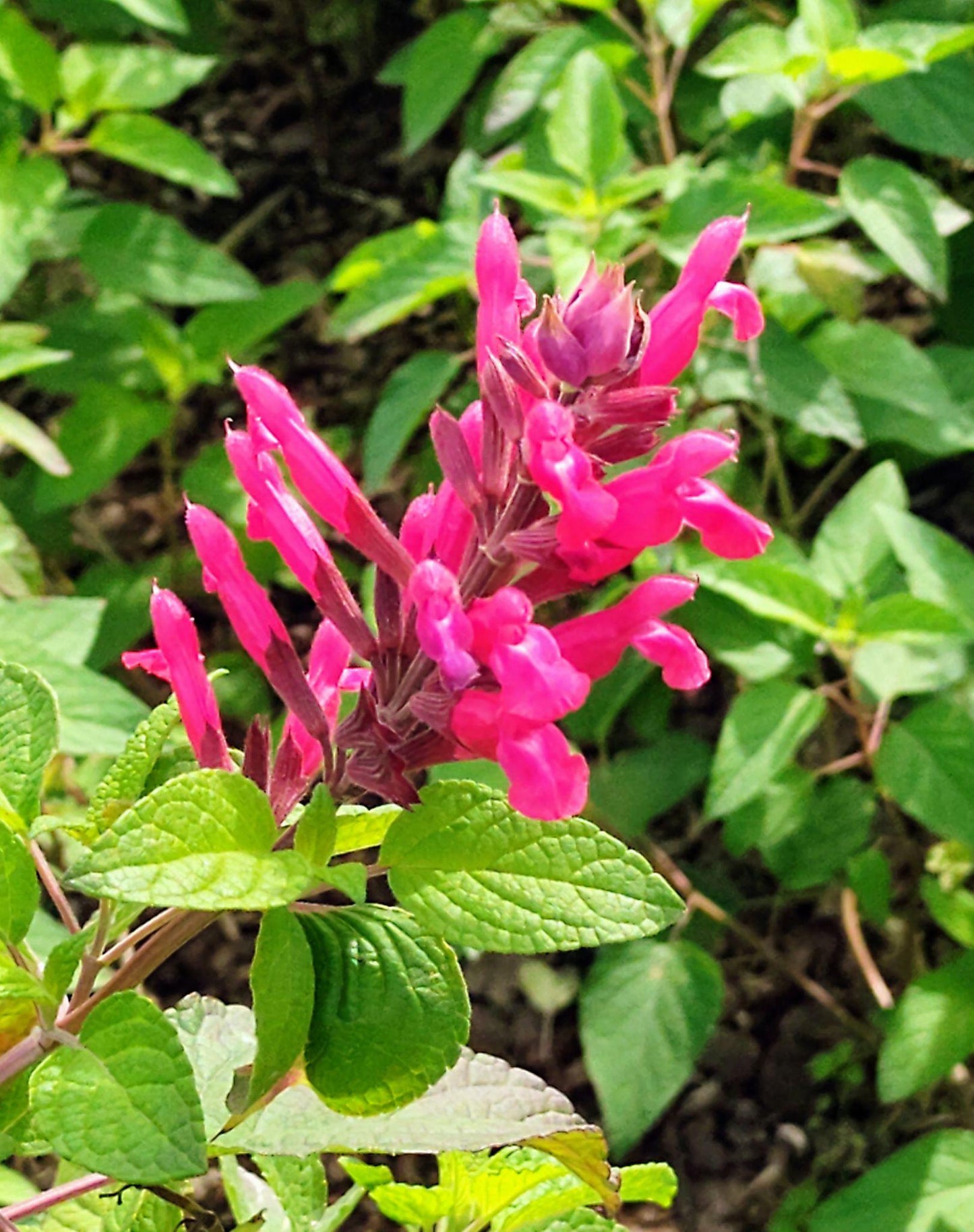 Salvia ‘Unplugged So Pink’ (Unplugged So Pink Salvia)