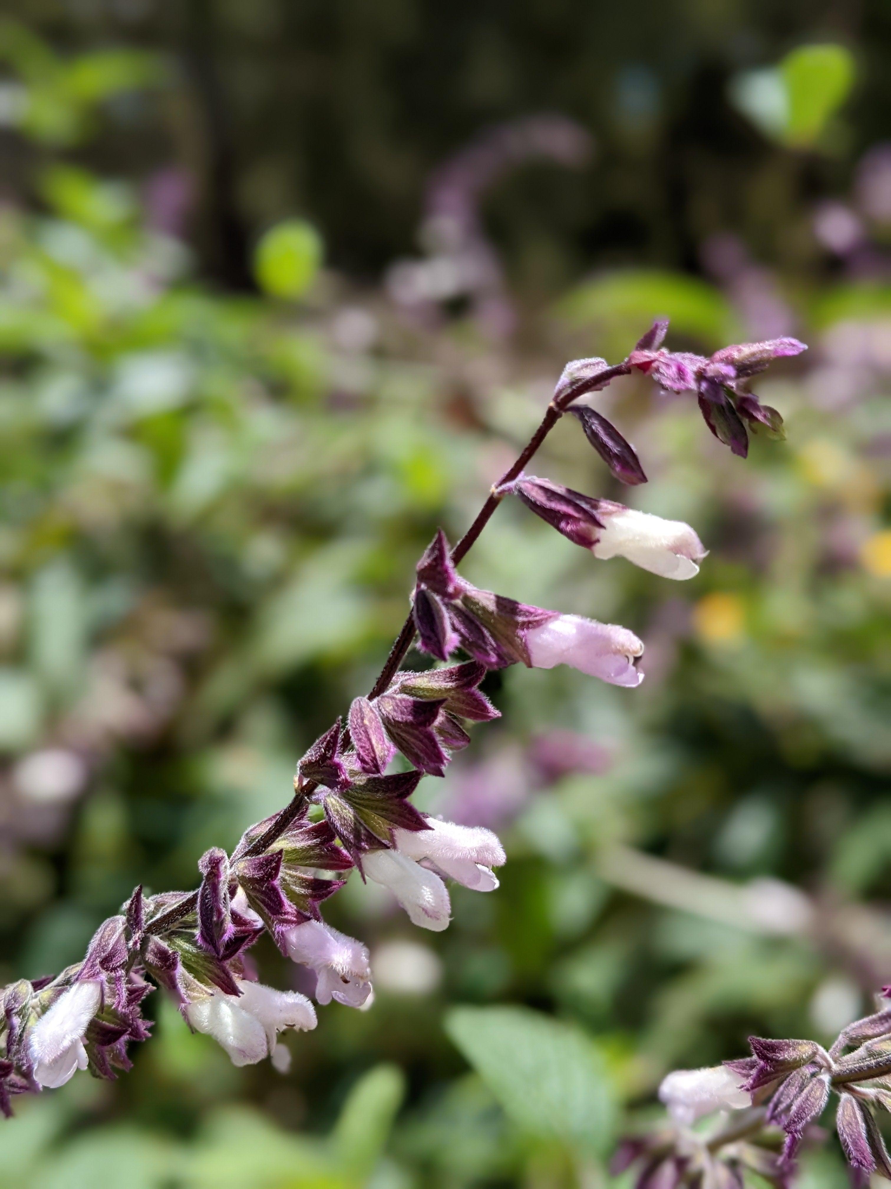Salvia ‘Waverly’ (Sage)