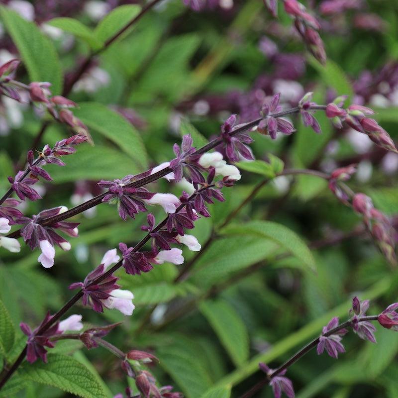 Salvia ‘Waverly’ (Sage)