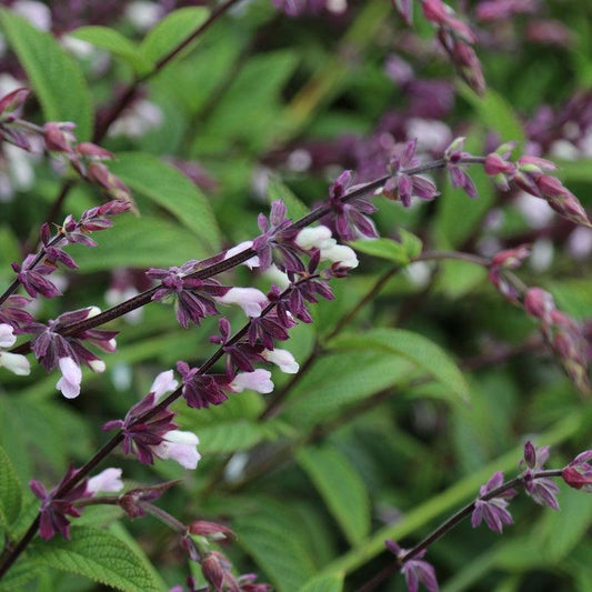 Salvia ‘Waverly’ (Waverly Sage)