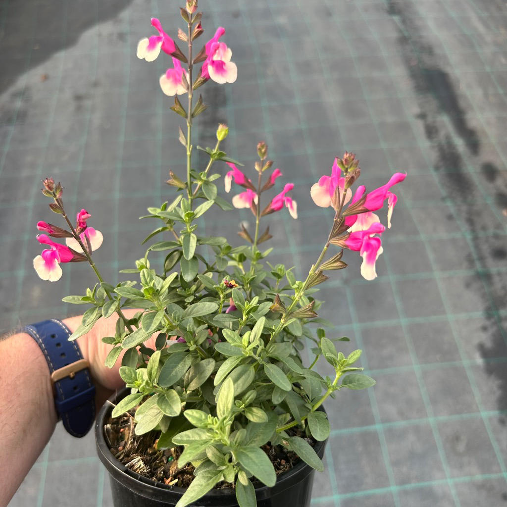 Salvia greggii ‘Mirage’ (Salvia Mirage)