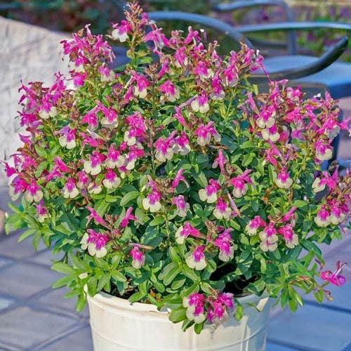 Salvia greggii ‘Mirage’ (Salvia Mirage)