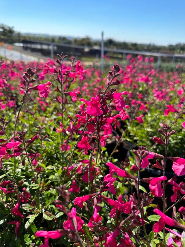 Salvia greggii ‘Mirage Hot Pink’ – Hot Pink Sage
