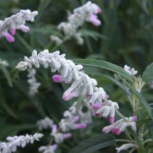 Salvia leucantha ‘Velour Pink’ – Pink Mexican Sage