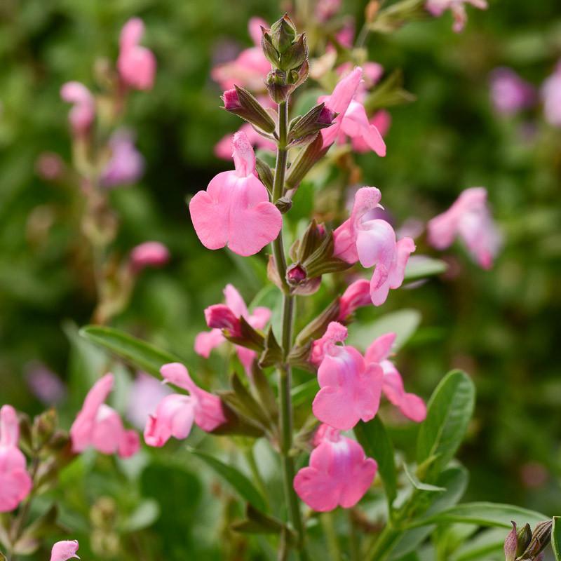 Salvia greggii ‘Mirage’ (Salvia Mirage)