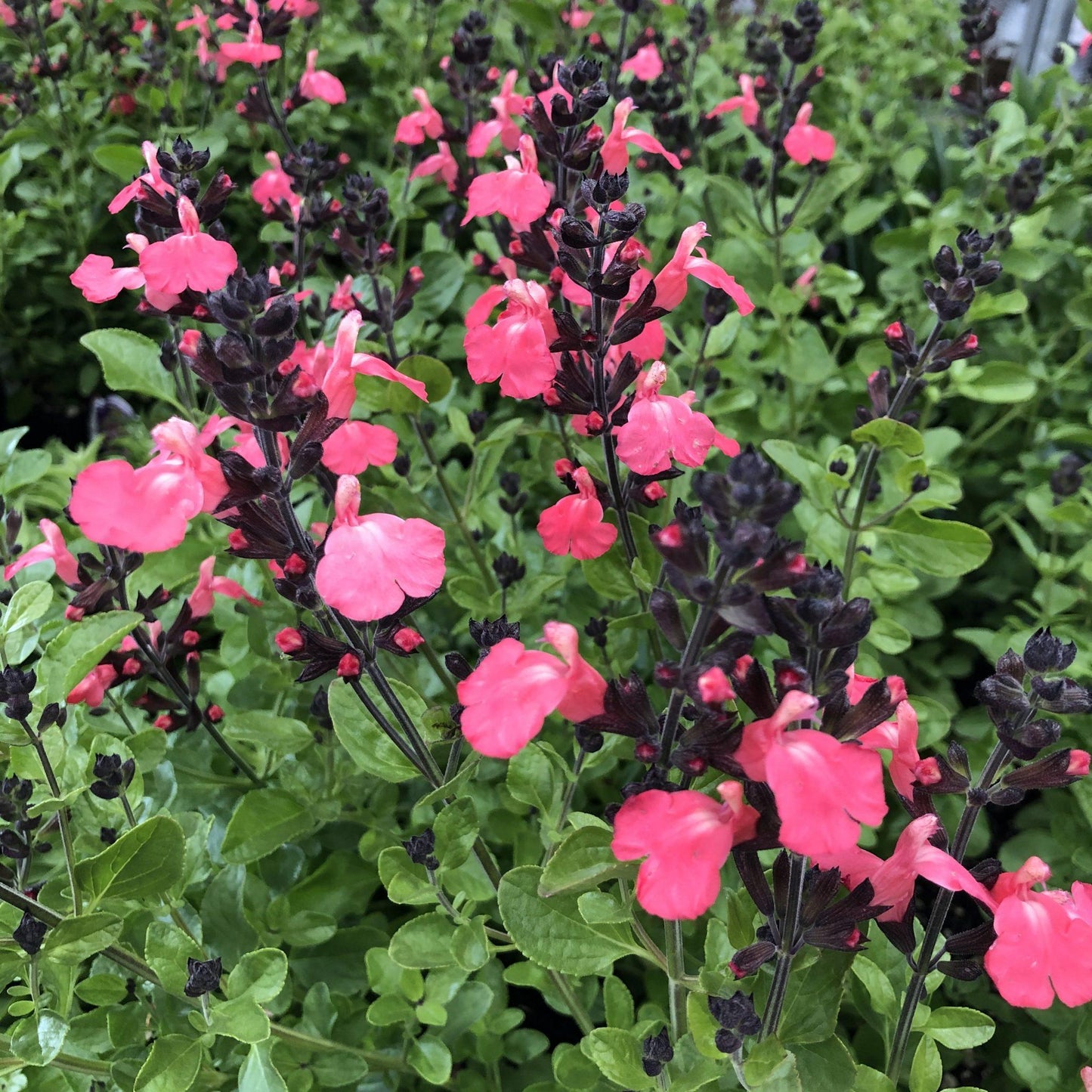 Salvia greggii ‘Mirage’ (Salvia Mirage)