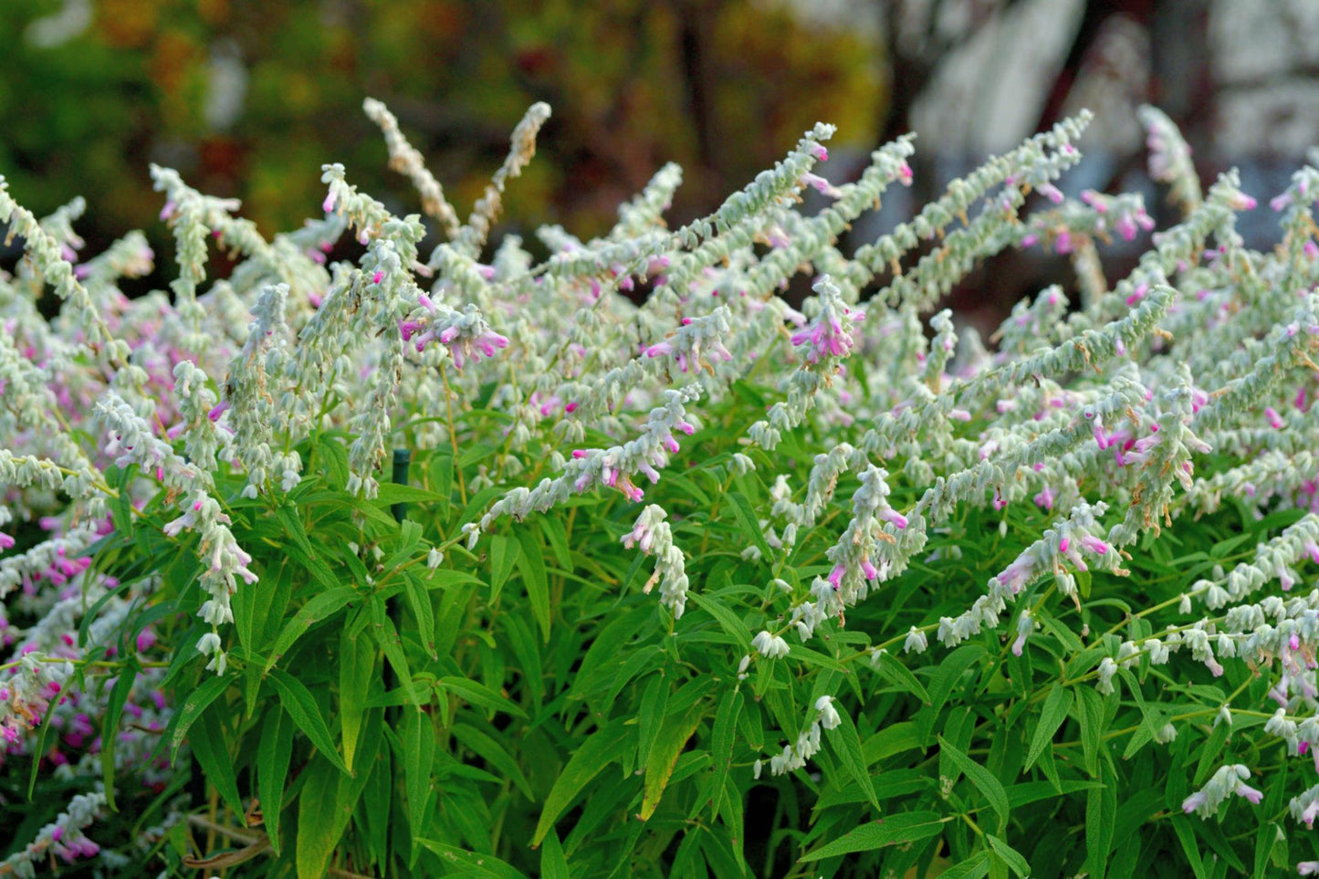 Salvia leucantha (Mexican Sage)