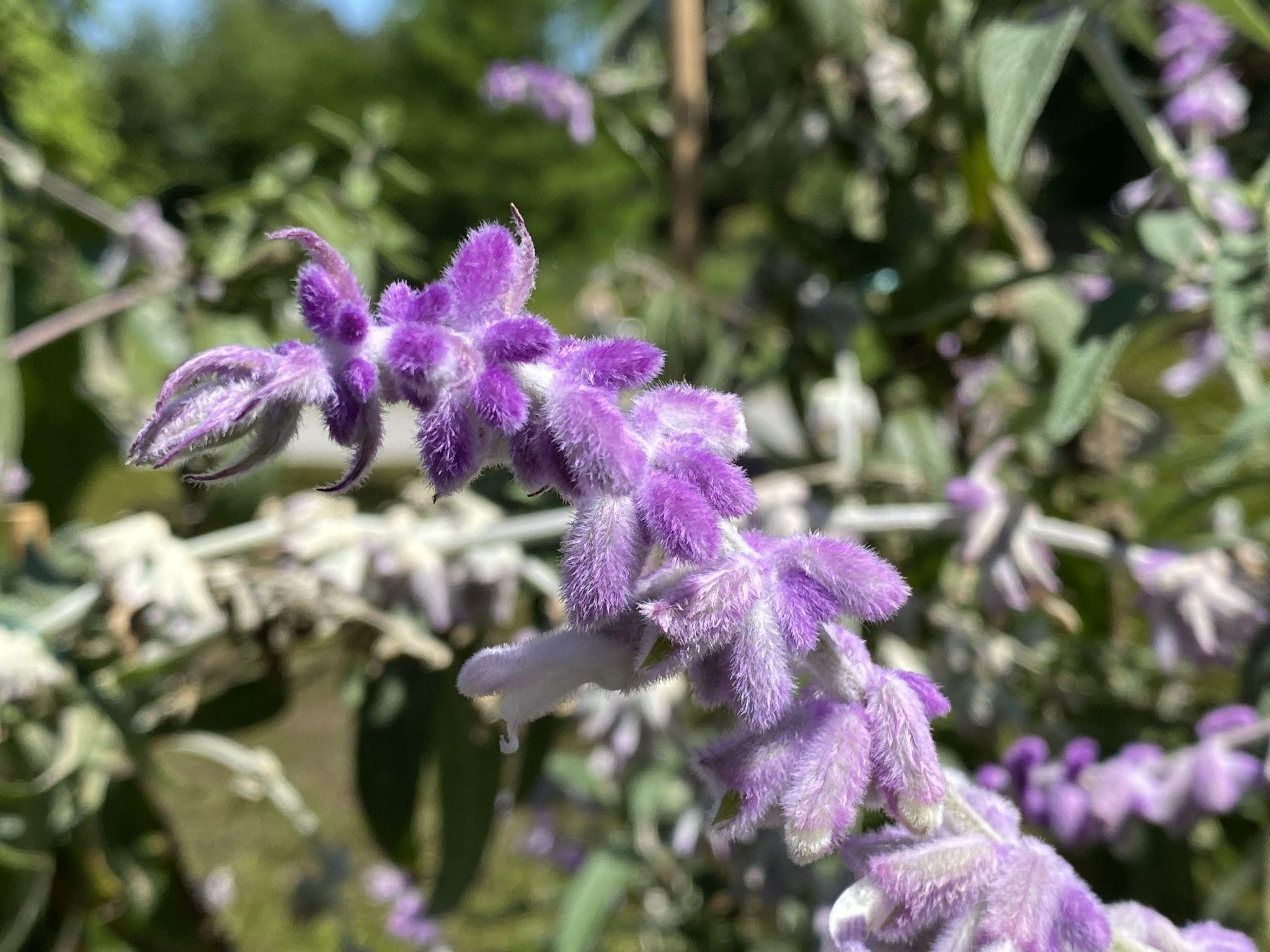 Salvia leucantha (Mexican Sage)