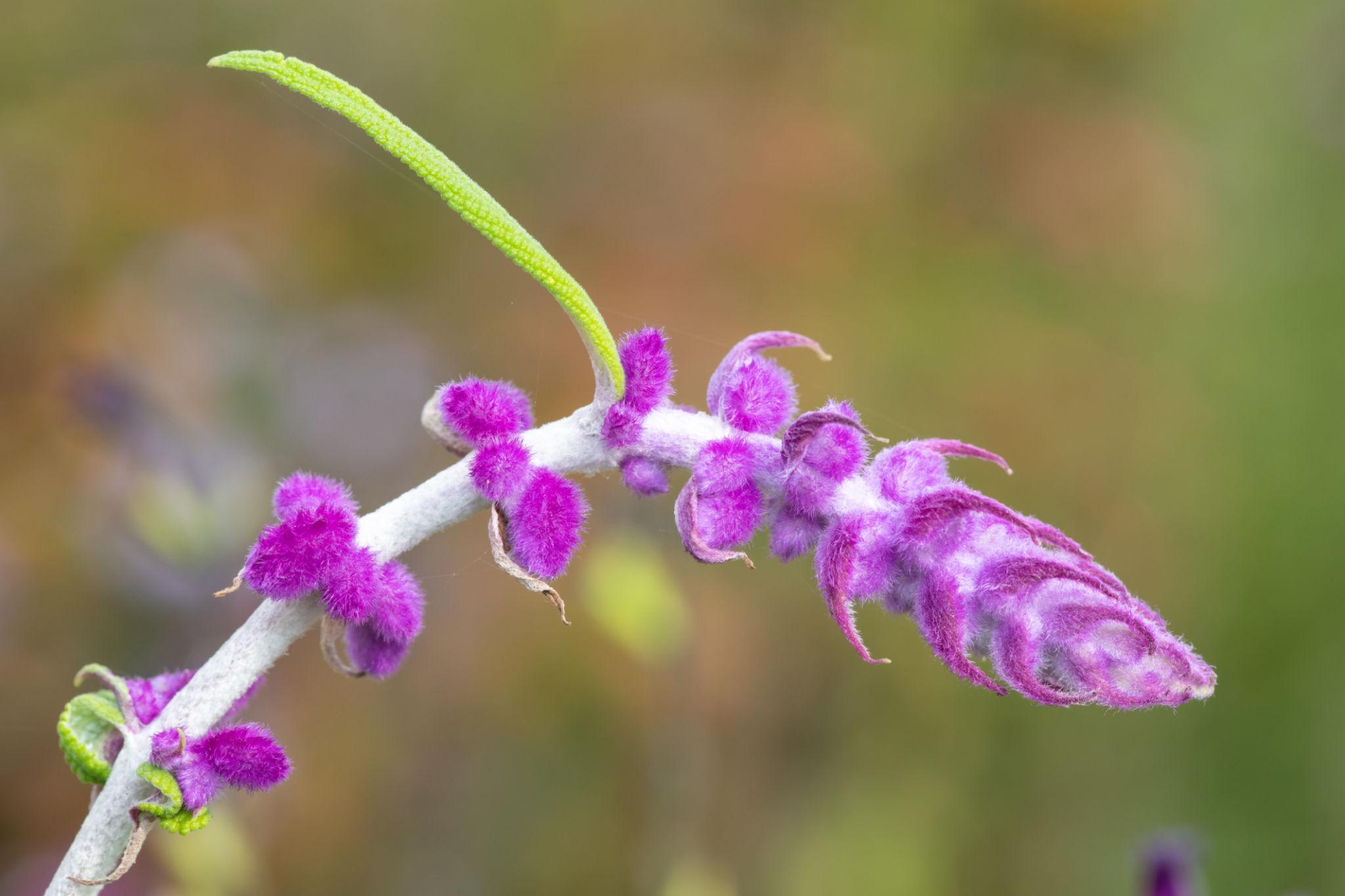 Salvia leucantha (Mexican Sage)