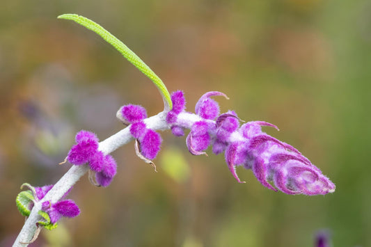 Salvia leucantha (Mexican Sage)