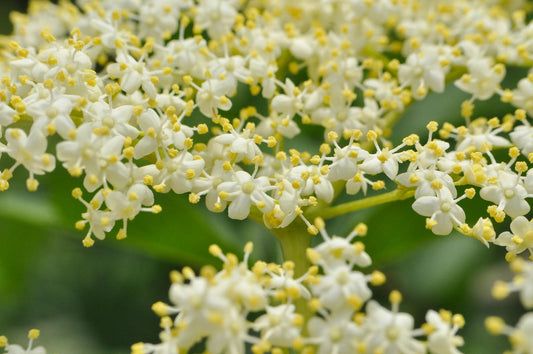Sambucus Nigra (Elder flower)