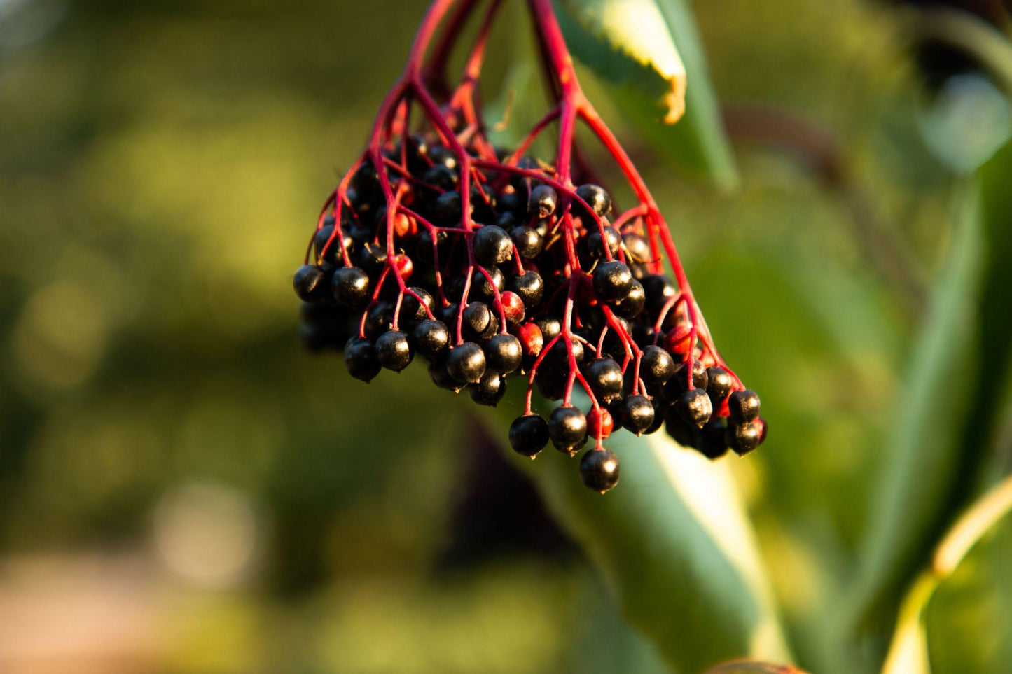 Sambucus Nigra (Elder flower)