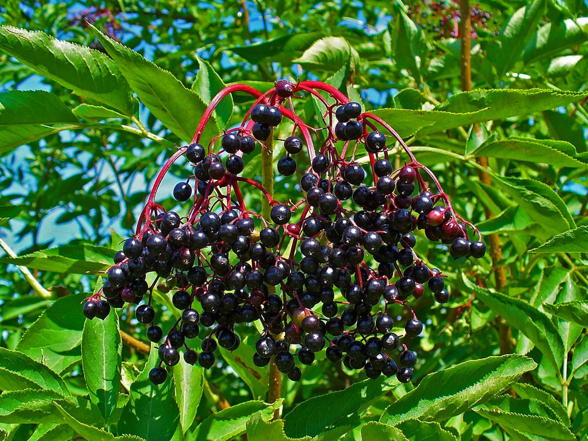 Sambucus Nigra (Elderberry)