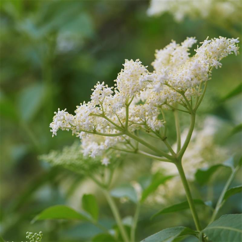 Sambucus Nigra (Elderberry)