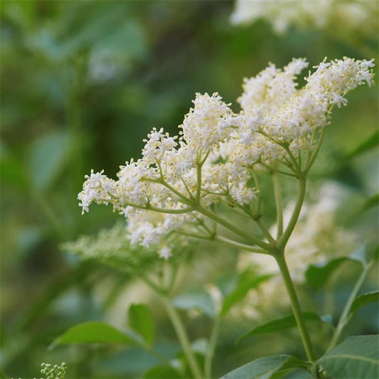 Sambucus Nigra (Elderberry)