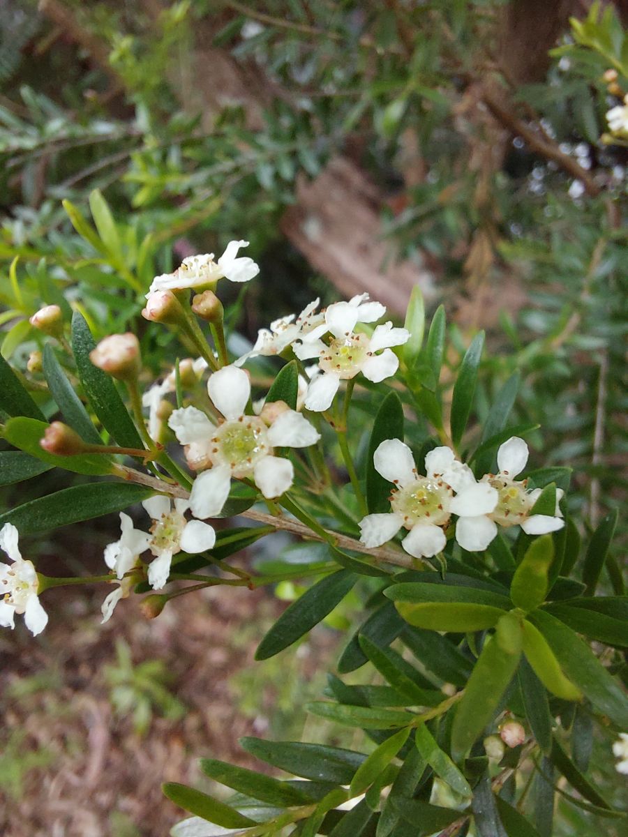 Sannantha pluriflora (Tall Baeckea)