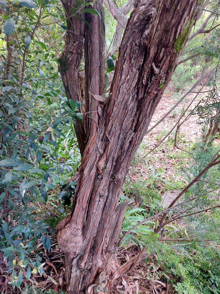 Sannantha pluriflora (Tall Baeckea)