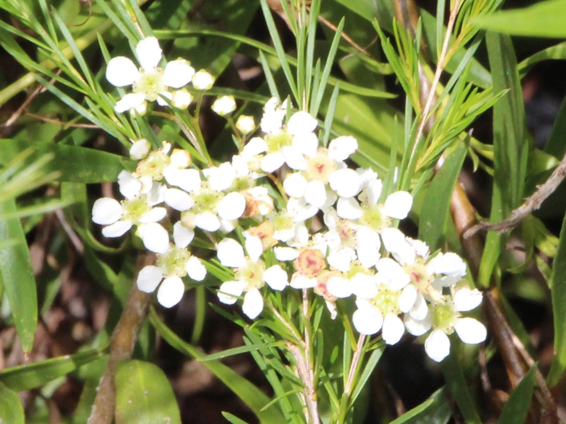 Sannantha Angusta (Clarence River Baeckea)