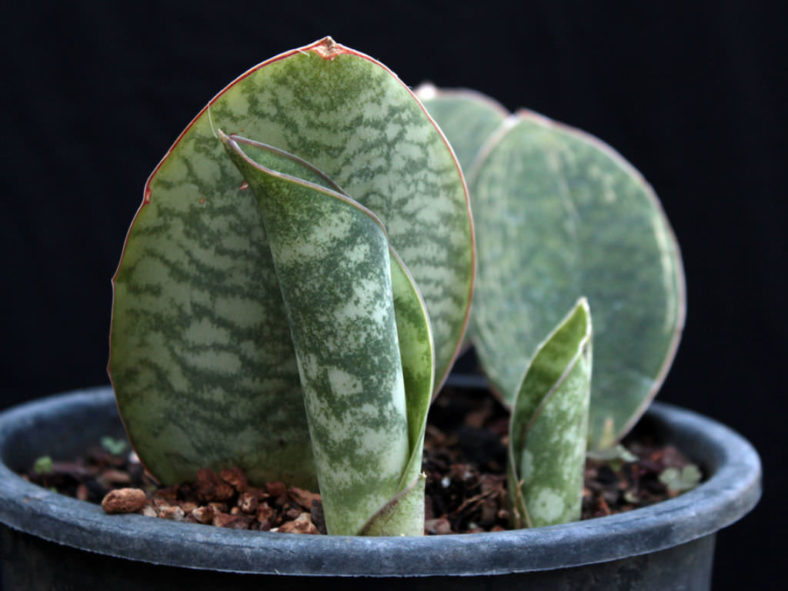 Sansevieria masoniana (Mason’s Congo)