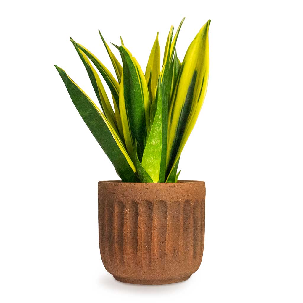 Sansevieria Trifasciata ‘Gold Flame’ (Gold Flame Snake Plant)