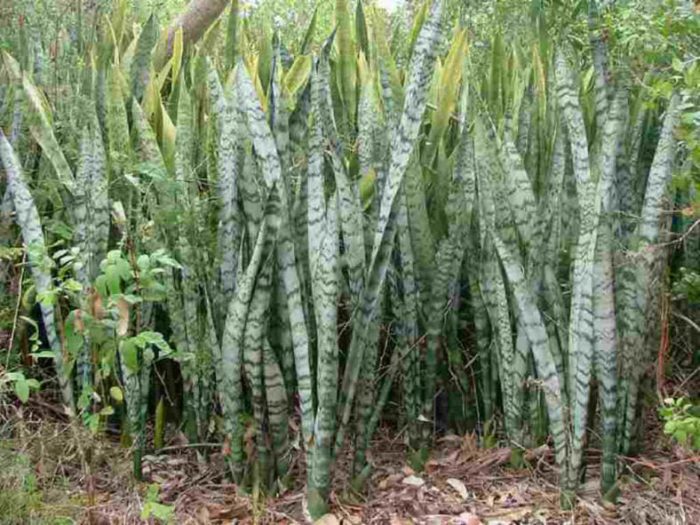 Dracaena trifasciata (Syn. Sansevieria trifasciata) (Mother-in-Law’s Tongue / Snake Plant)