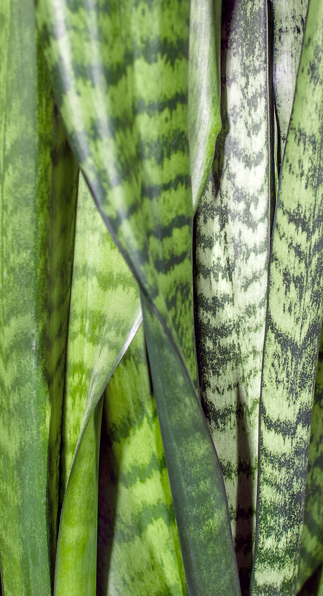 Sansevieria Hyacinthoides (African Bowstring Hemp)