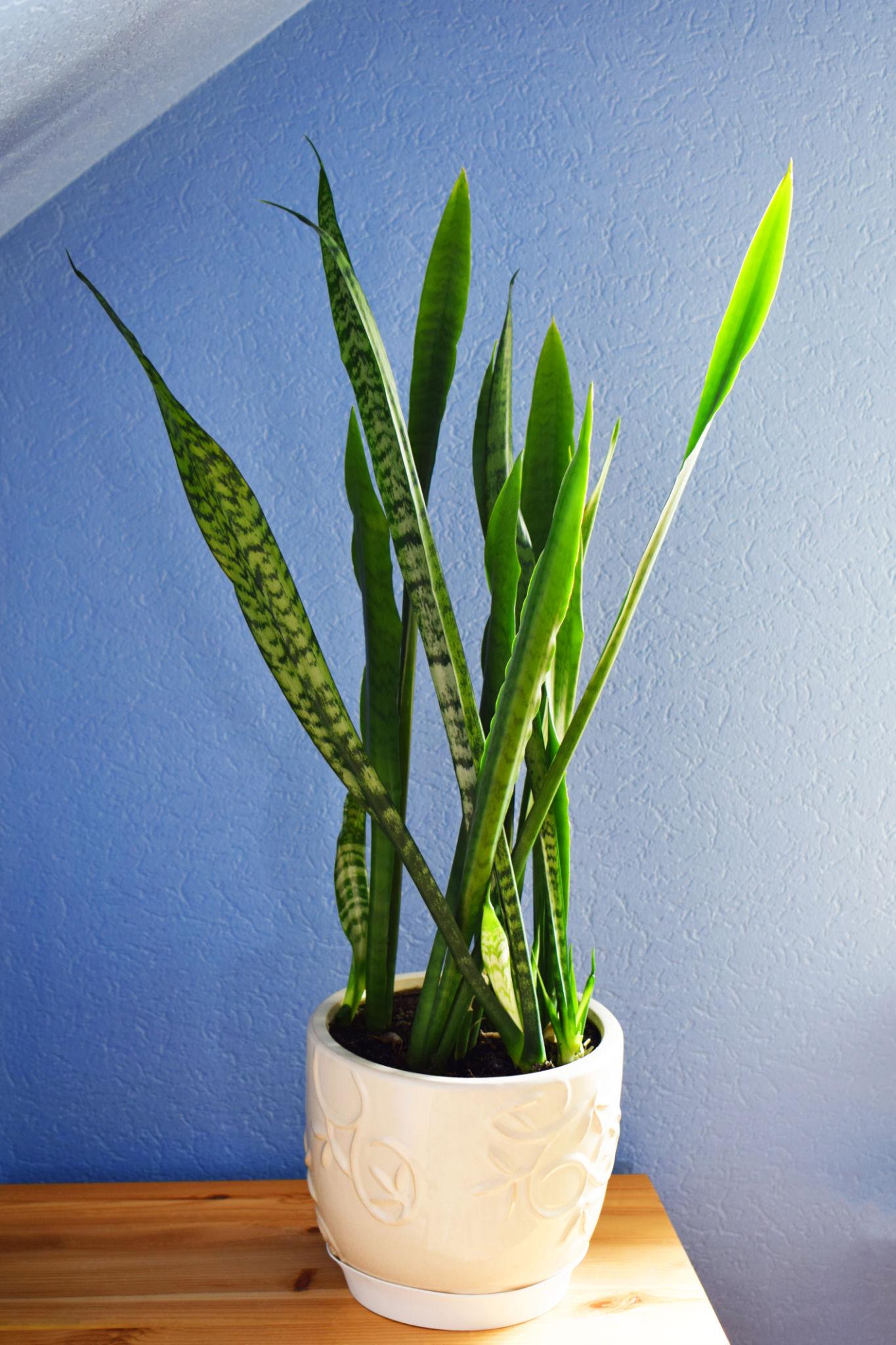 Sansevieria Hyacinthoides (African Bowstring Hemp)