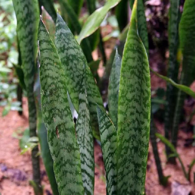 Sansevieria Hyacinthoides (African Bowstring Hemp)