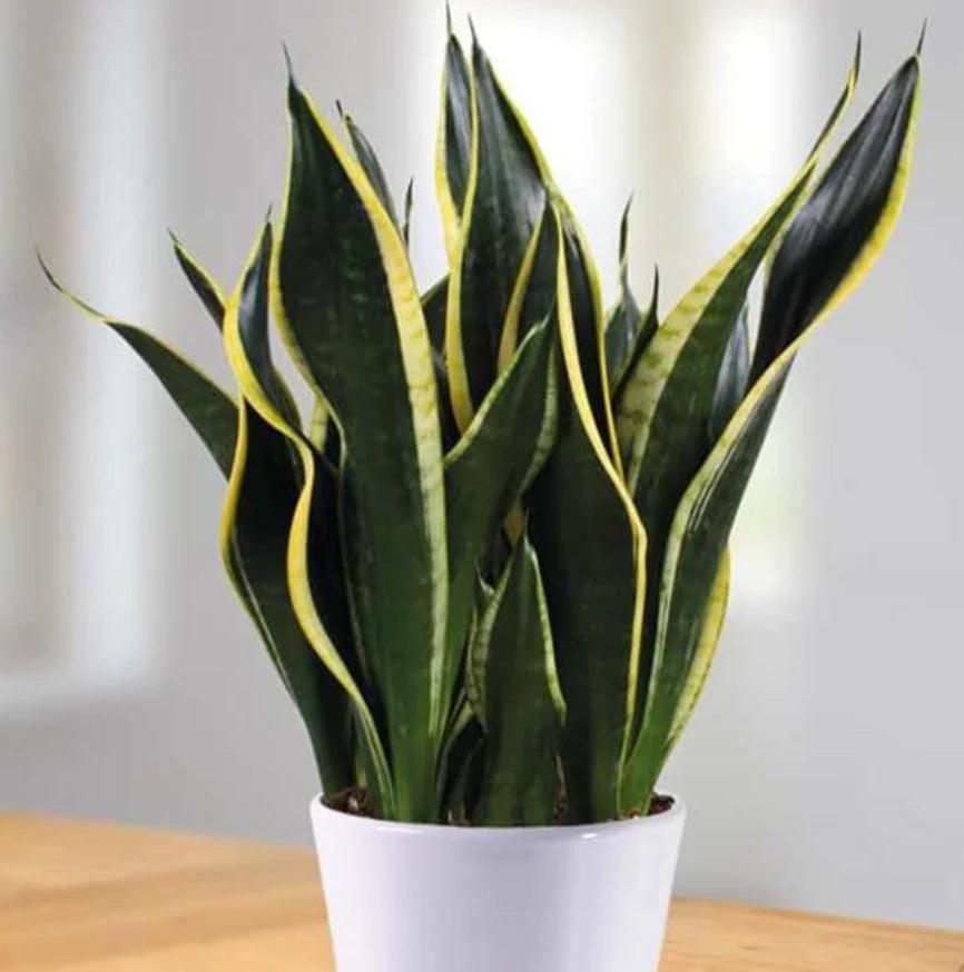 Sansevieria Trifasciata ‘Black Gold’ (Black Gold Snake Plant)