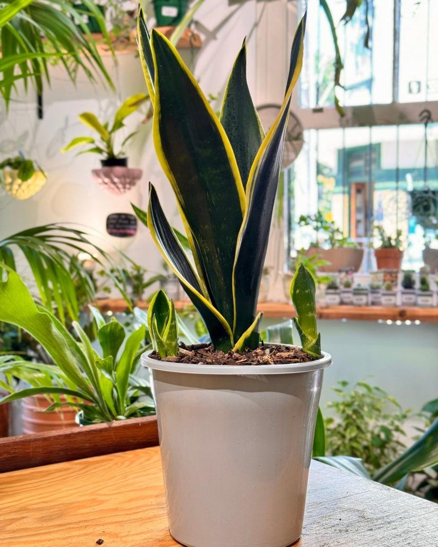 Sansevieria Trifasciata ‘Black Gold’ (Black Gold Snake Plant)