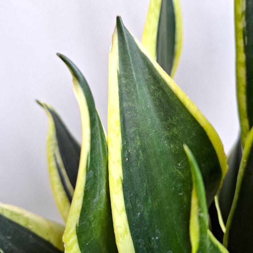 Sansevieria Trifasciata ‘Black Gold’ (Black Gold Snake Plant)