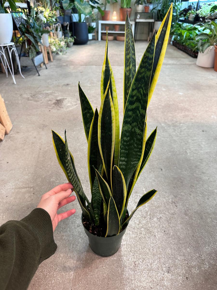 Sansevieria Trifasciata ‘Black Gold’ (Black Gold Snake Plant)