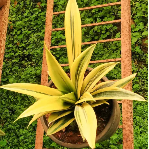Sansevieria Trifasciata ‘Gold Flame’ (Gold Flame Snake Plant)