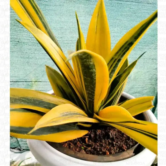 Sansevieria Trifasciata ‘Gold Flame’ (Gold Flame Snake Plant)